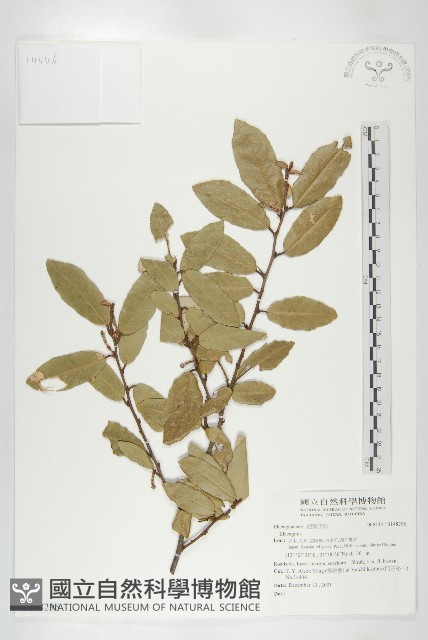 登錄號:S148296藏品圖，第1張