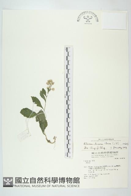 生毛將軍藏品圖，第1張