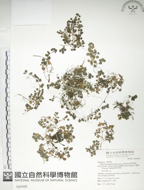 深柱夢草藏品圖，第1張