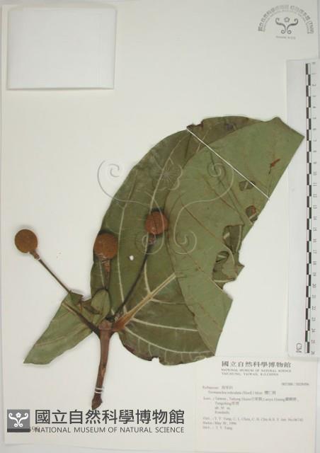 欖仁舅藏品圖，第1張