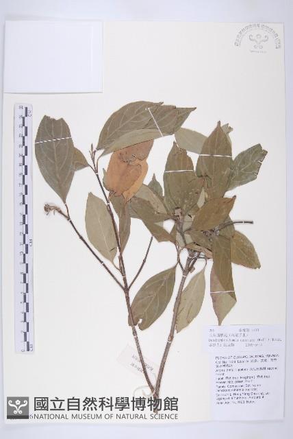 頭狀四照花藏品圖，第1張