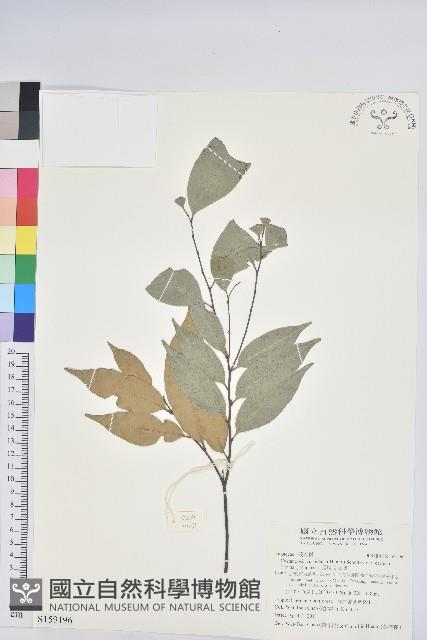 長尾尖葉櫧藏品圖，第1張