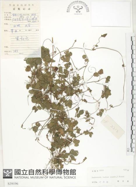 蛇莓、地莓、龍吐珠藏品圖，第1張