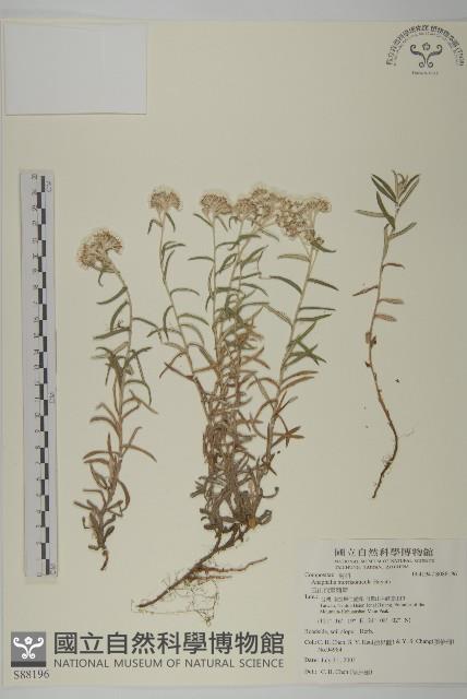 玉山抱莖籟簫藏品圖，第1張