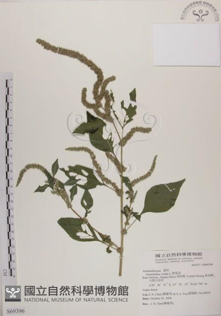 野莧菜藏品圖，第1張