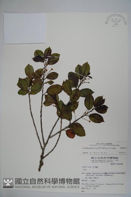 刻脈冬青藏品圖，第1張