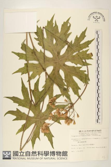 高山破傘菊藏品圖，第1張