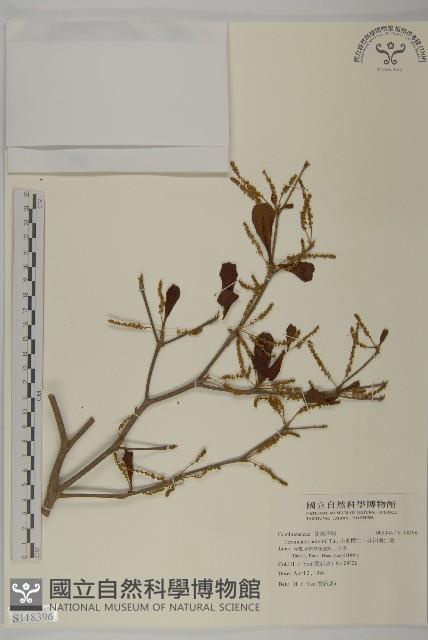 小葉欖仁、非洲欖仁樹藏品圖，第1張