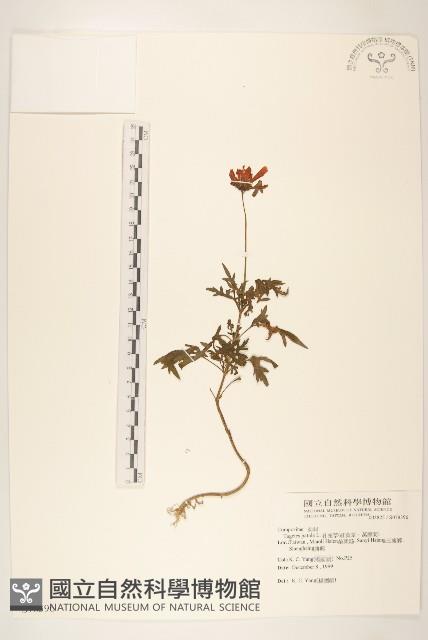 孔雀草、紅黃草、萬壽菊藏品圖，第1張