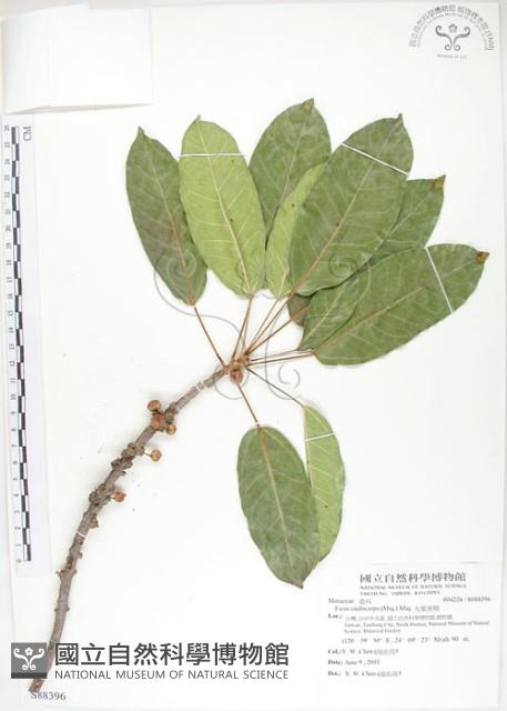 大葉雀榕、大葉赤榕藏品圖，第1張