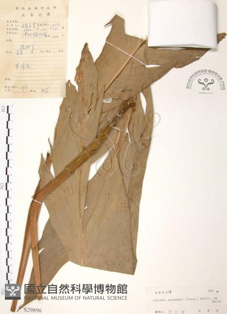 月桃、艷山姜、玉桃藏品圖，第1張