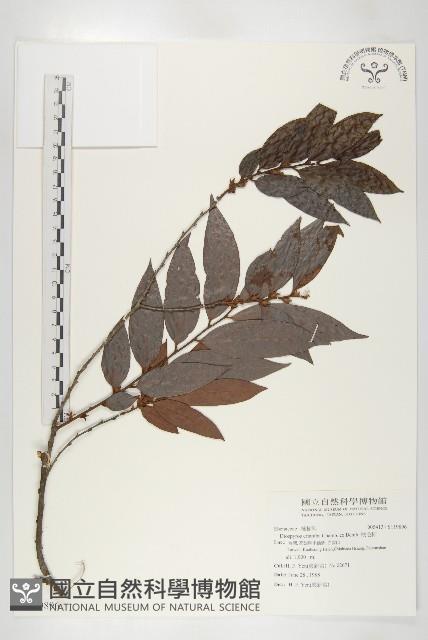 軟毛柿藏品圖，第1張