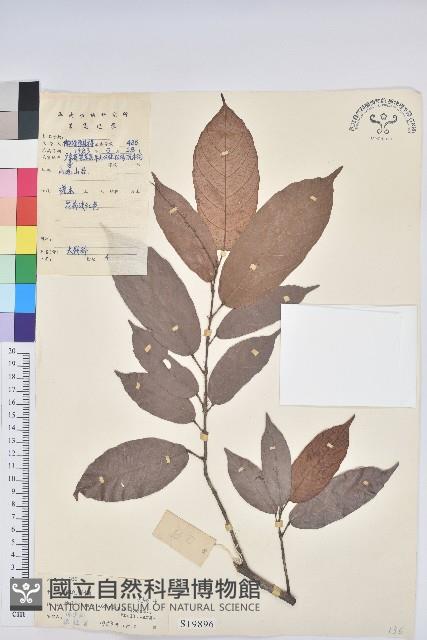 粗毛野桐藏品圖，第1張