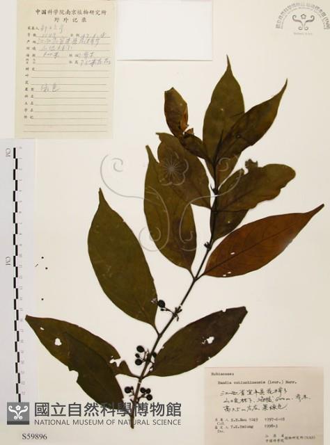 茜草樹藏品圖，第1張