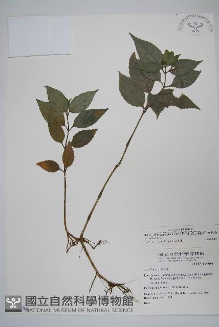 直立半插花藏品圖，第1張