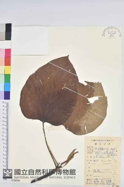 油桐藏品圖，第1張