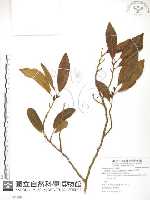 烏心石藏品圖，第1張