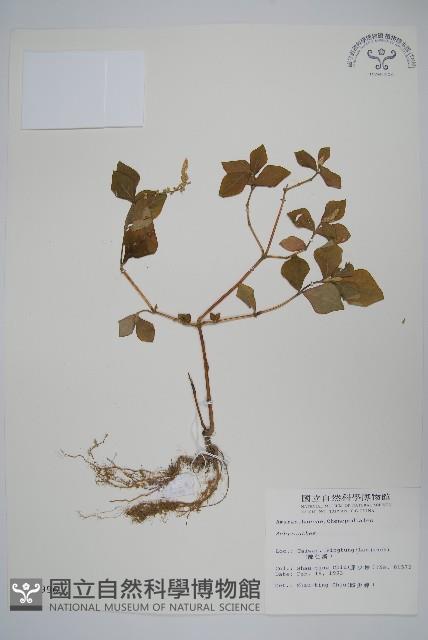 登錄號:S009996藏品圖，第1張