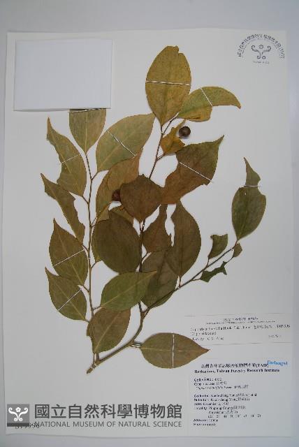 毛瓣蝴蝶木藏品圖，第1張