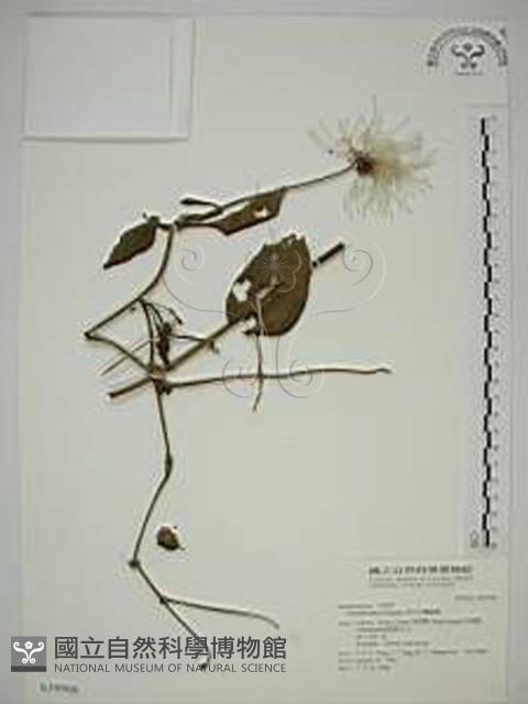 田代氏鐵線蓮藏品圖，第1張