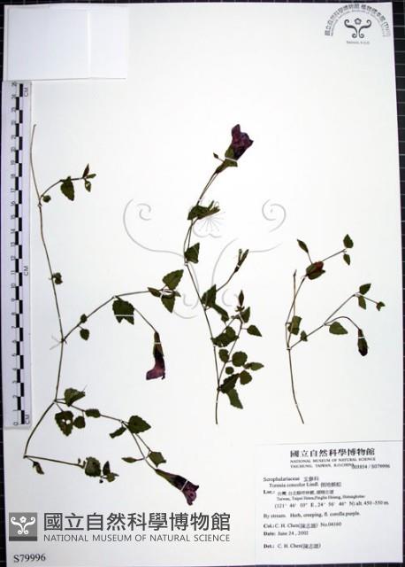 倒地蜈蚣藏品圖，第1張