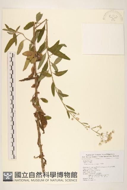 一枝香藏品圖，第1張