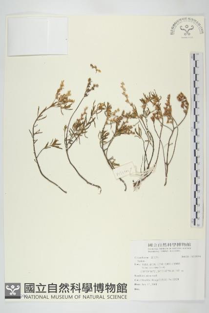 登錄號:S138996藏品圖，第1張