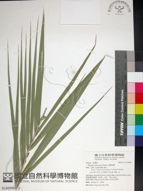 台灣海棗藏品圖，第1張