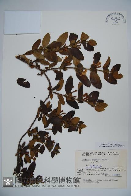 忍冬、金銀花藏品圖，第1張