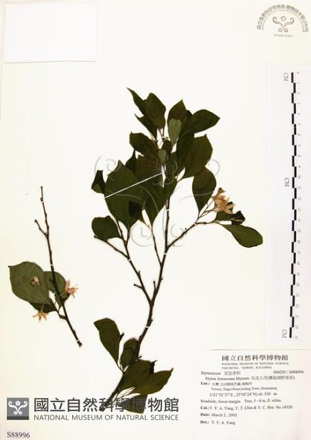 烏皮九芎、奮起湖野茉莉藏品圖，第1張