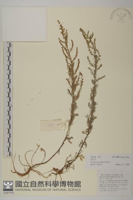 茵蔯蒿藏品圖，第1張