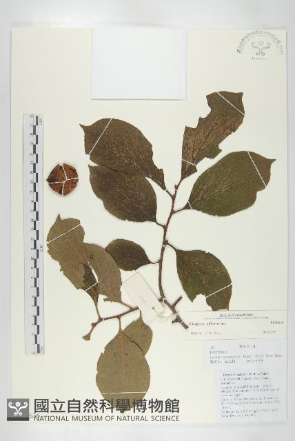 登錄號:S098636藏品圖，第1張