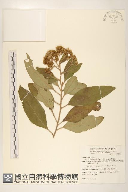 美洲闊苞菊藏品圖，第1張