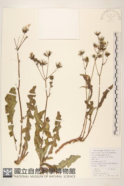 短裂苦苣菜藏品圖，第1張