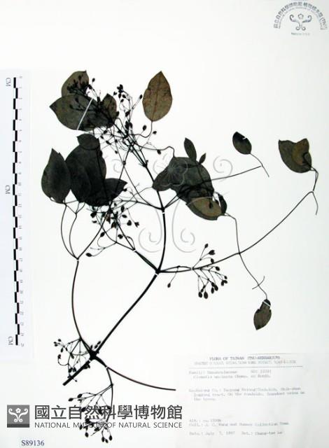 柱果鐵線蓮藏品圖，第1張