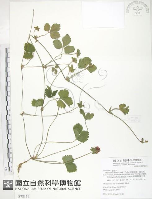 登錄號:S078136藏品圖，第1張