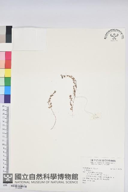 登錄號:S189336藏品圖，第1張