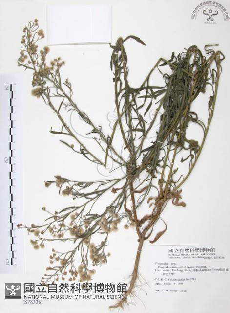 美洲假蓬藏品圖，第1張