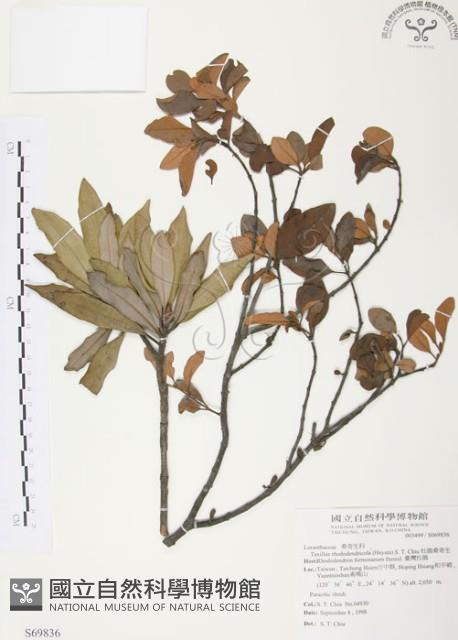 杜鵑桑寄生藏品圖，第1張