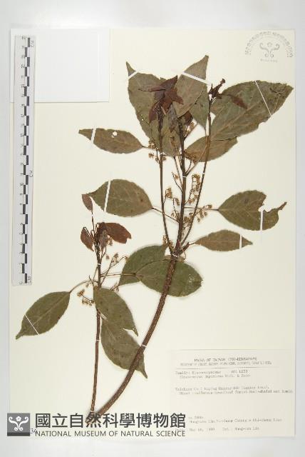 薯豆藏品圖，第1張