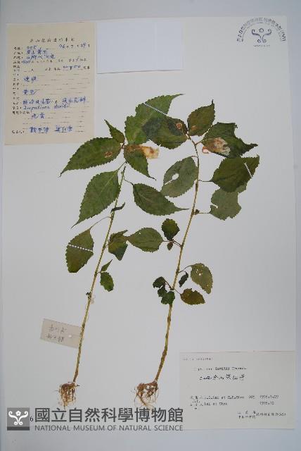 牯嶺鳳仙花藏品圖，第1張