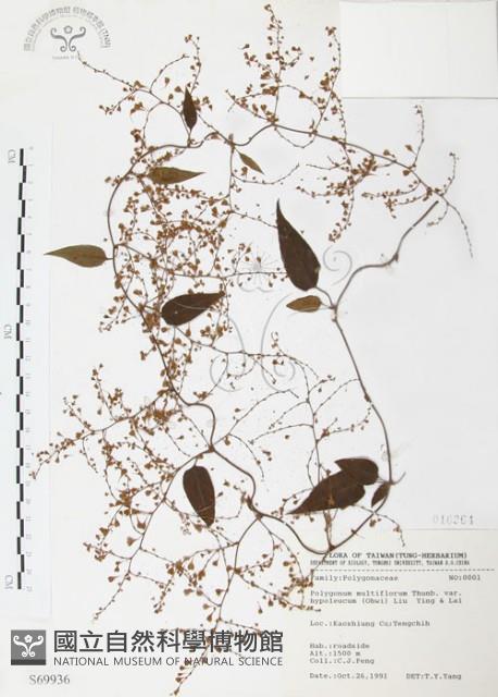 臺灣何首烏藏品圖，第1張