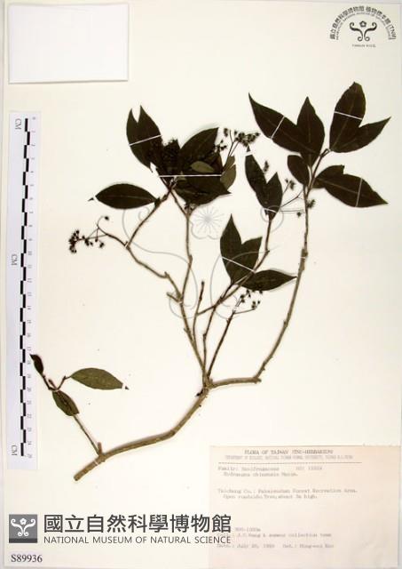 華八仙藏品圖，第1張