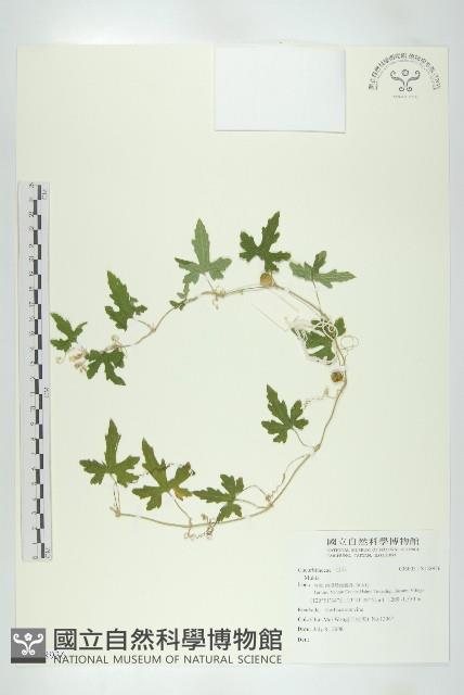 登錄號:S138936藏品圖，第1張