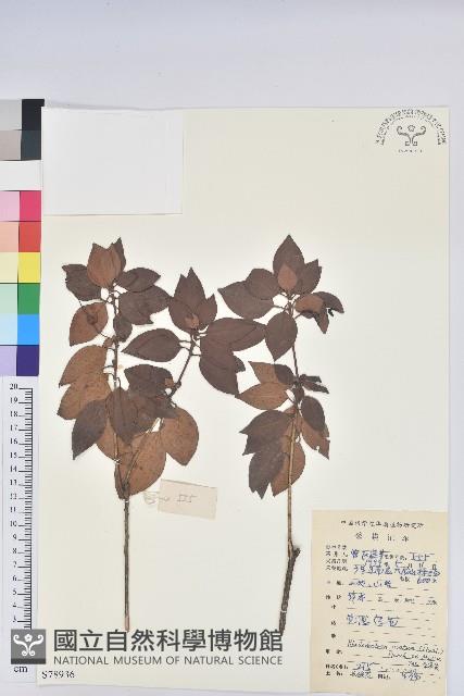 馬銀花藏品圖，第1張