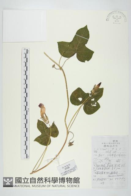 裂葉牽牛藏品圖，第1張