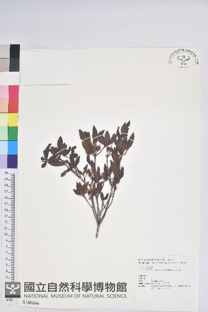 紅毛杜鵑藏品圖，第1張