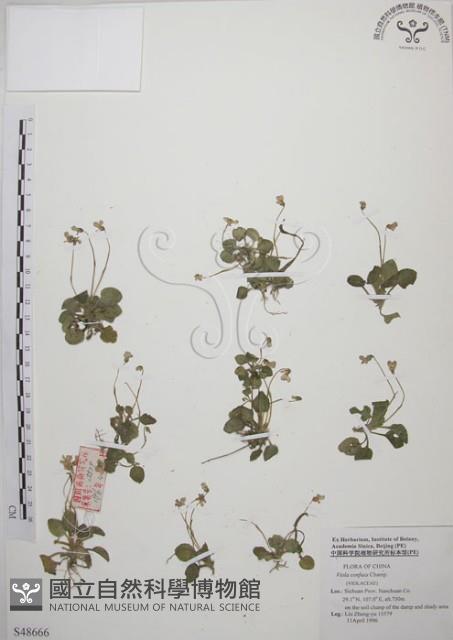 短毛堇菜藏品圖，第1張