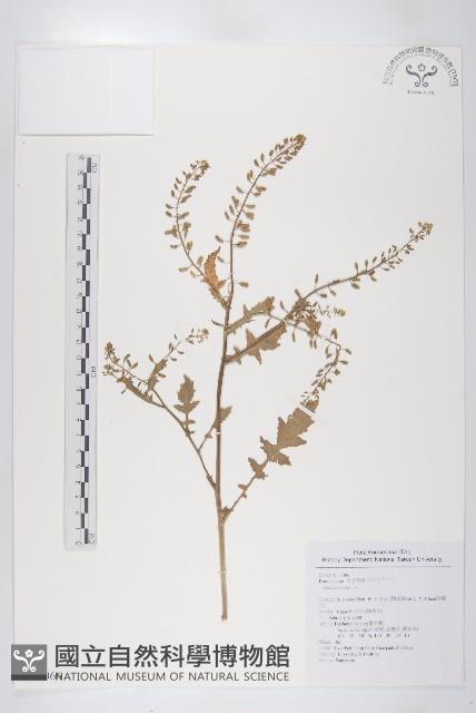 濕生葶藶藏品圖，第1張