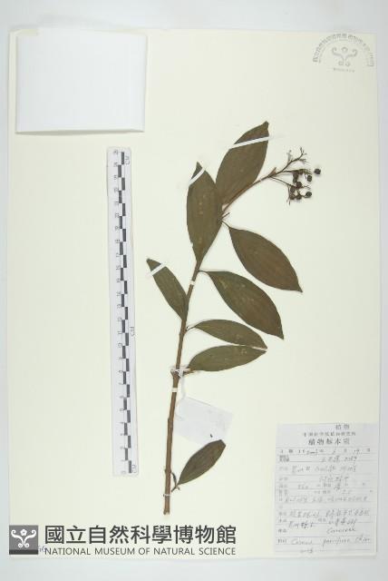 貴州四照花藏品圖，第1張